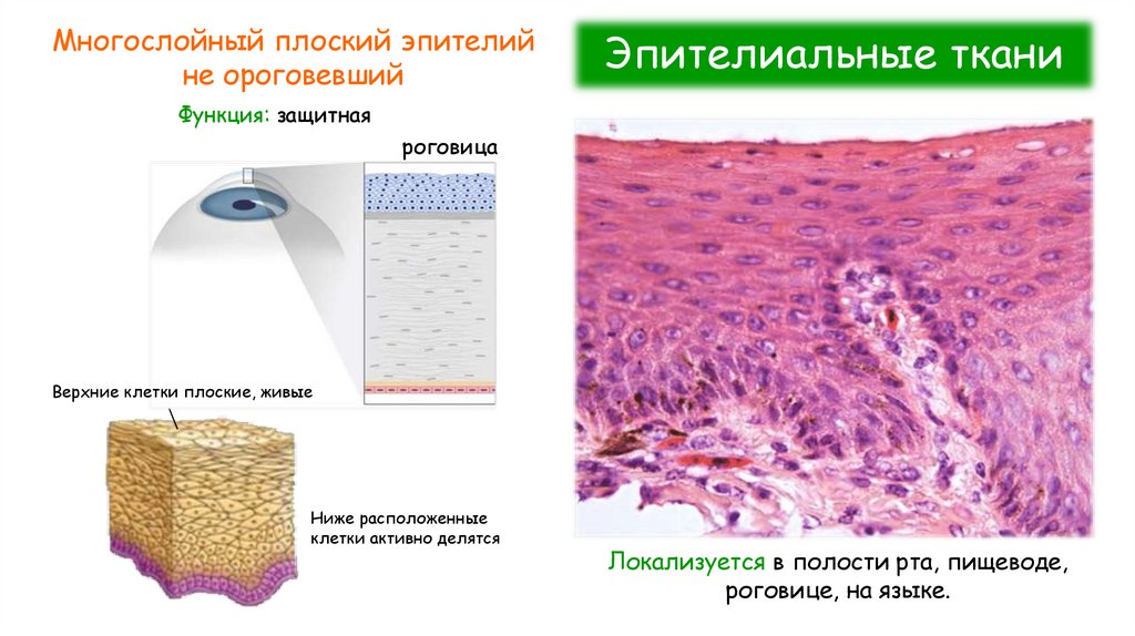 Эпителиальные ткани