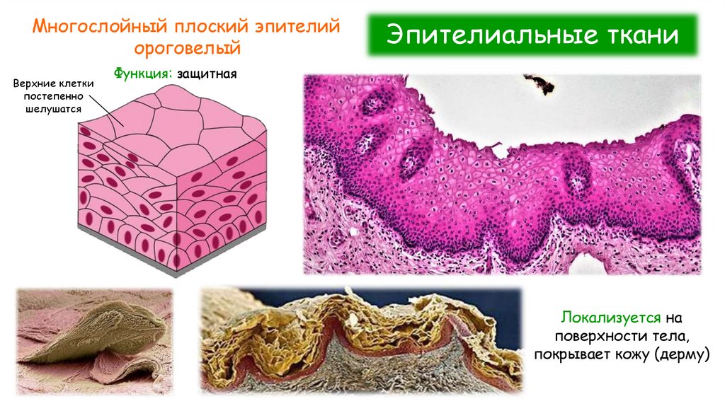 Эпителиальные ткани