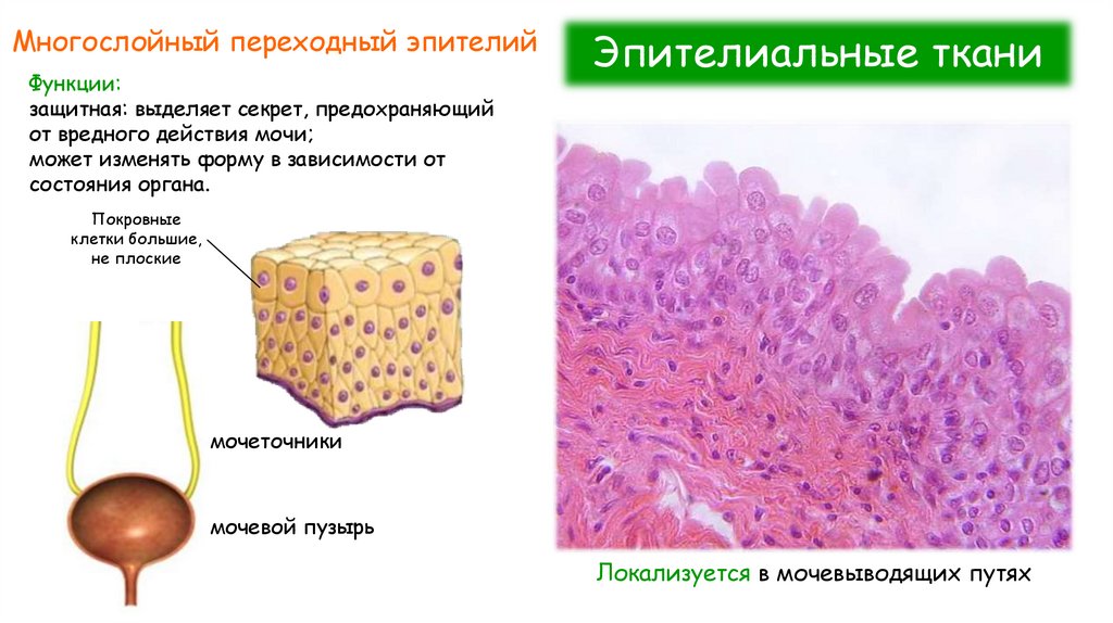 Эпителиальные ткани