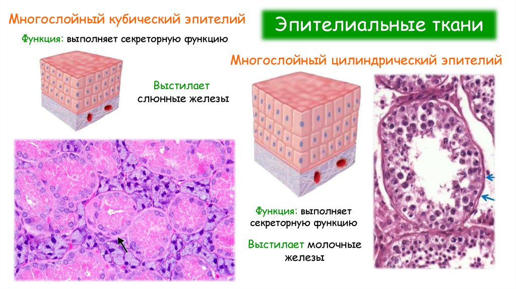 Эпителиальные ткани