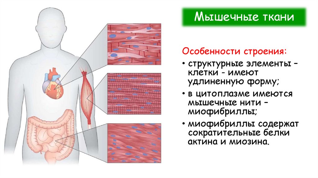 Мышечные ткани