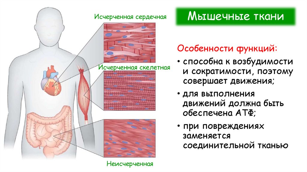 Мышечные ткани