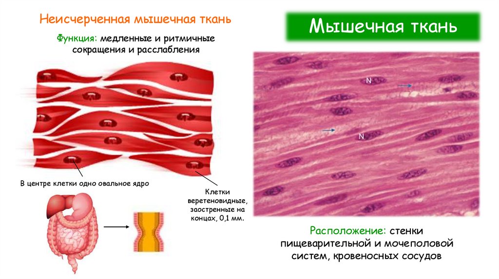 Мышечная ткань