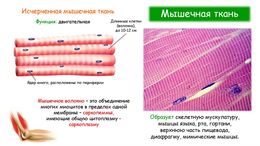 Мышечная ткань