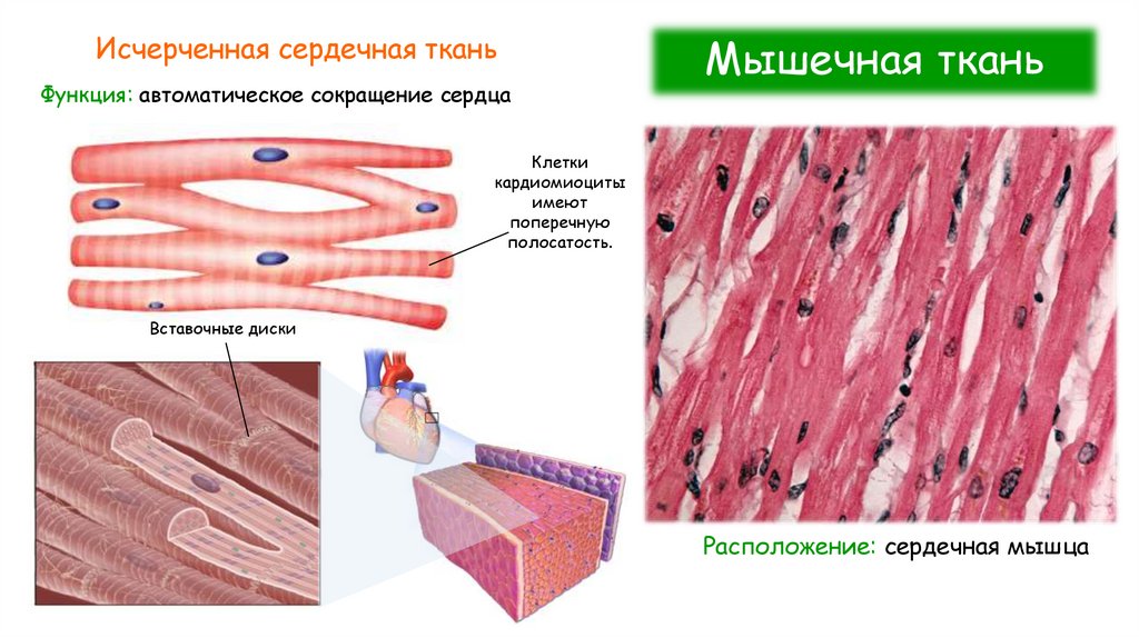 Мышечная ткань