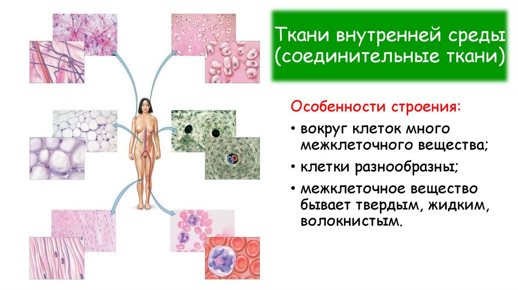 Ткани внутренней среды (соединительные ткани)