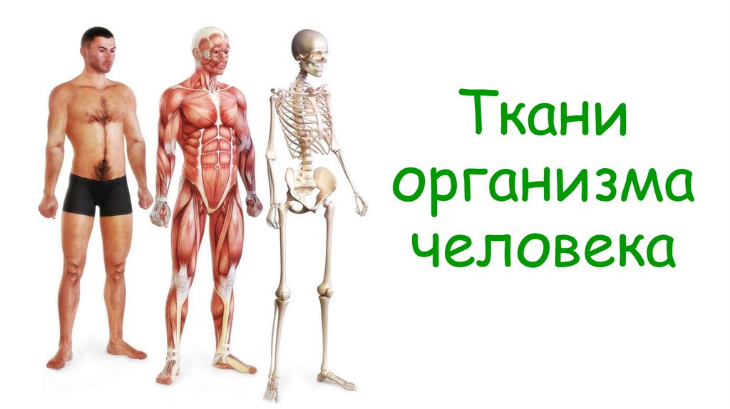 Ткани организма человека