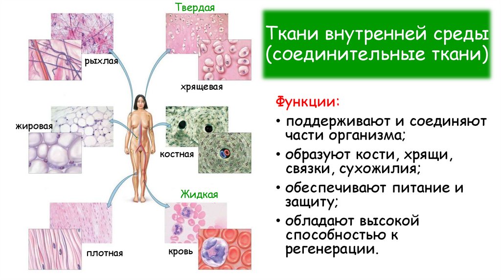 Ткани внутренней среды (соединительные ткани)