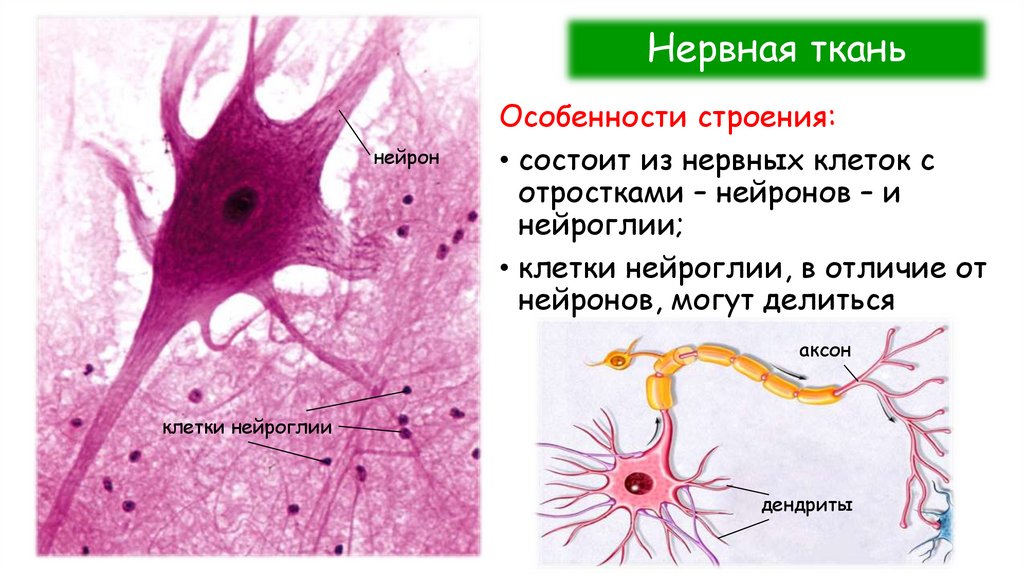 Нервная ткань