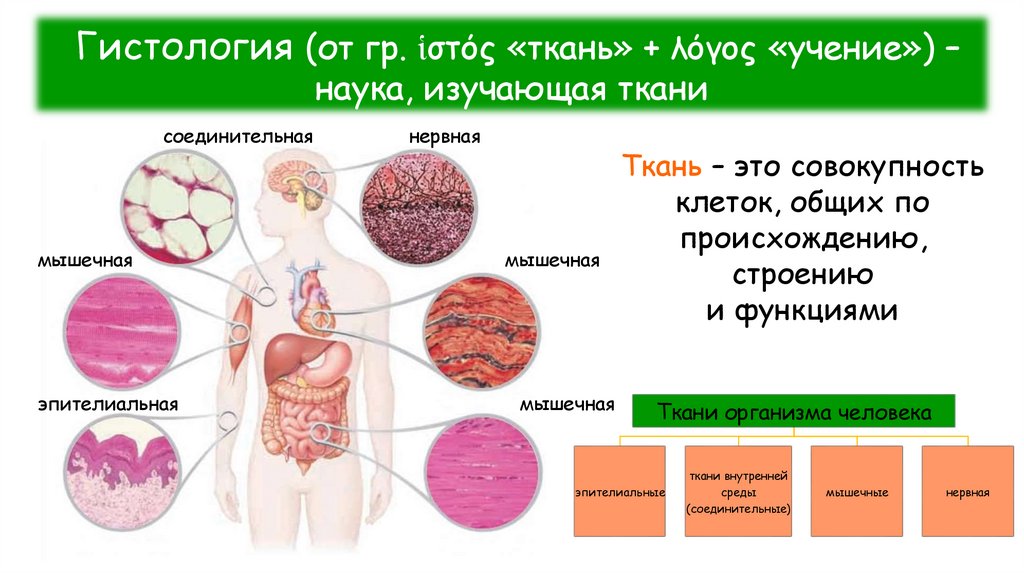 Гистология (от гр. ἱστός «ткань» + λόγος «учение») – наука, изучающая ткани