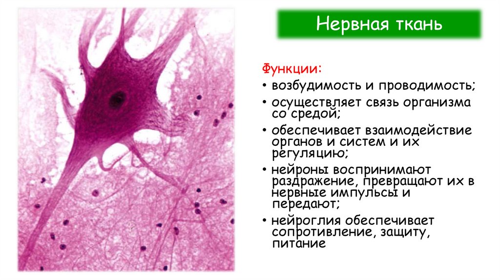 Нервная ткань