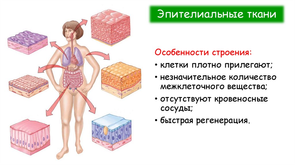 Эпителиальные ткани