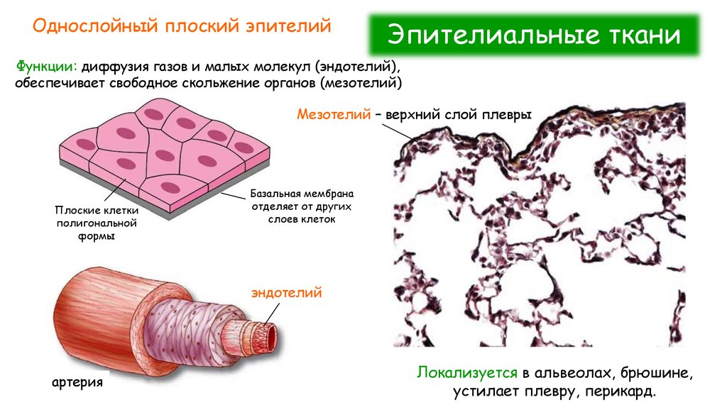 Эпителиальные ткани