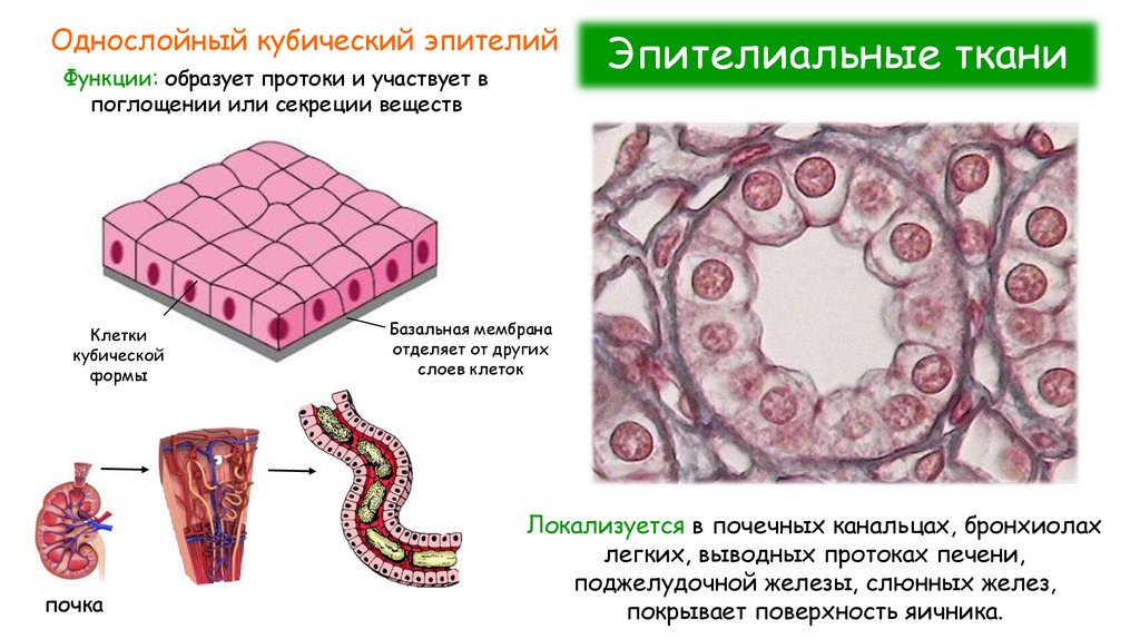 Эпителиальные ткани