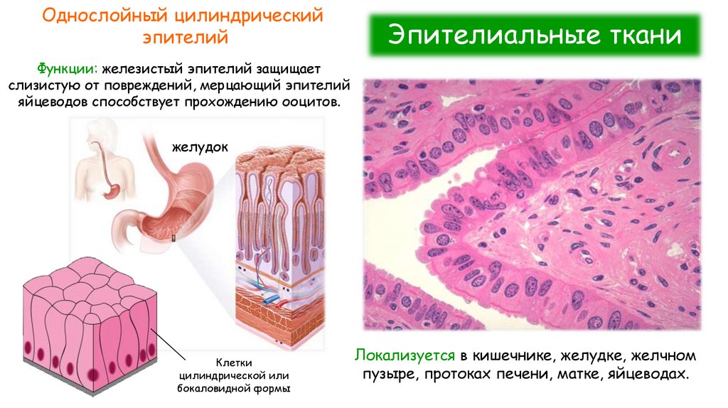 Эпителиальные ткани