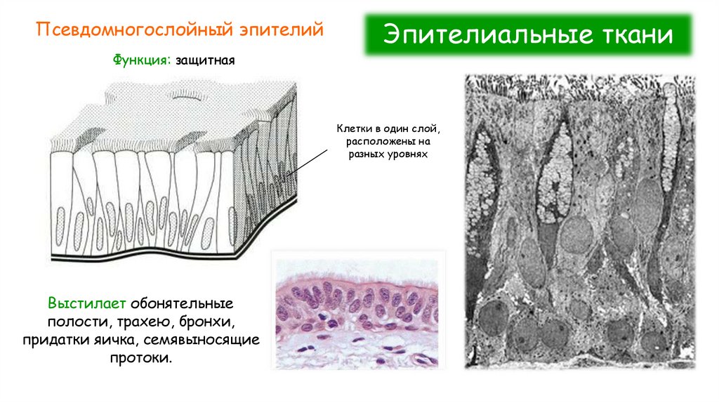 Эпителиальные ткани