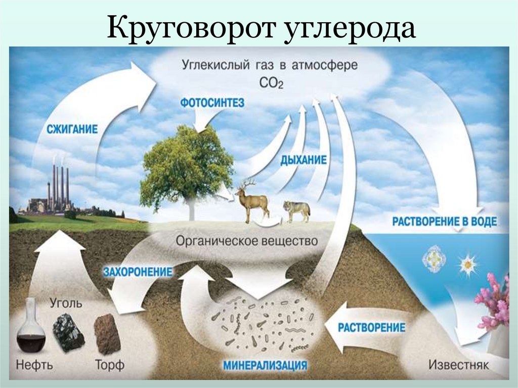 Круговорот углерода