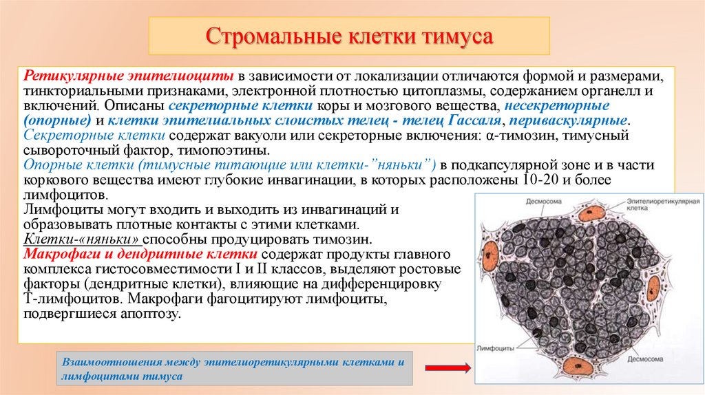 Стромальные клетки тимуса