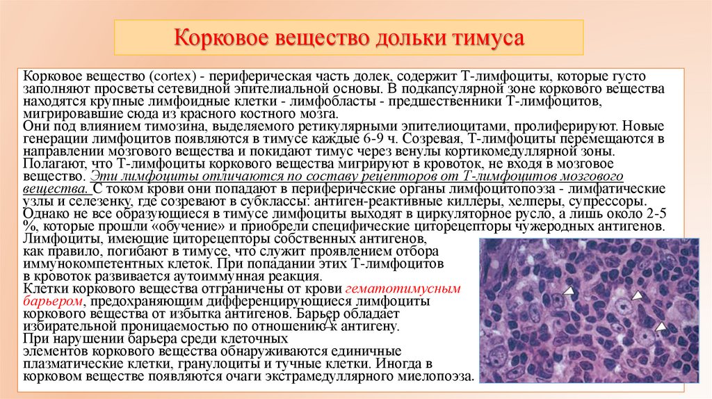 Корковое вещество дольки тимуса