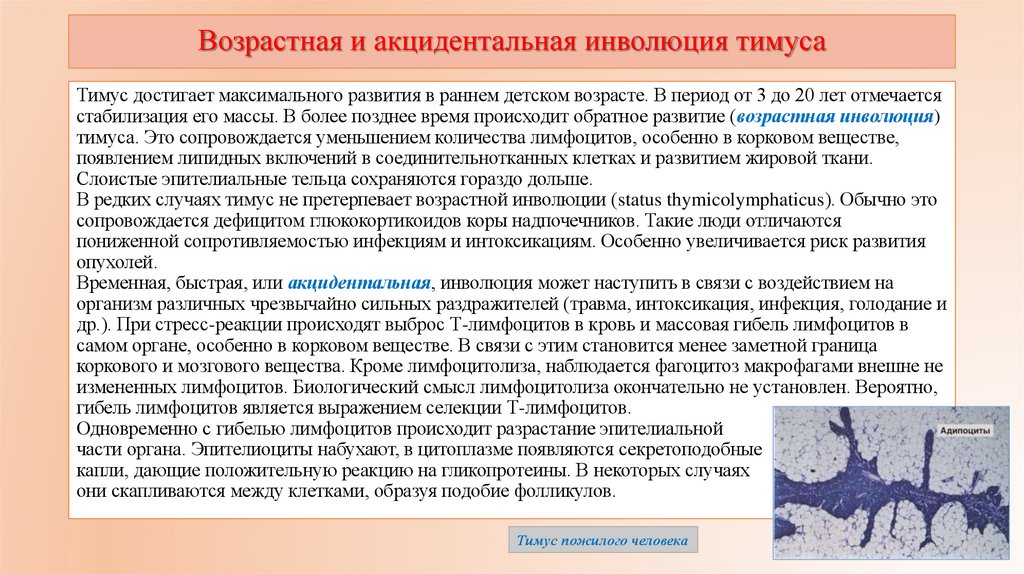 Возрастная и акцидентальная инволюция тимуса