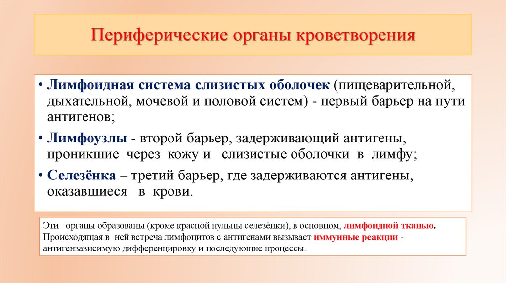 Периферические органы кроветворения