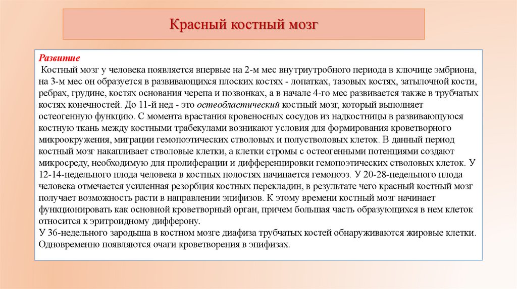 Красный костный мозг