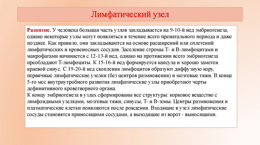 Лимфатический узел