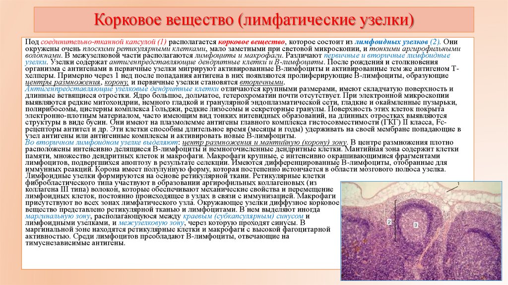 Корковое вещество (лимфатические узелки)