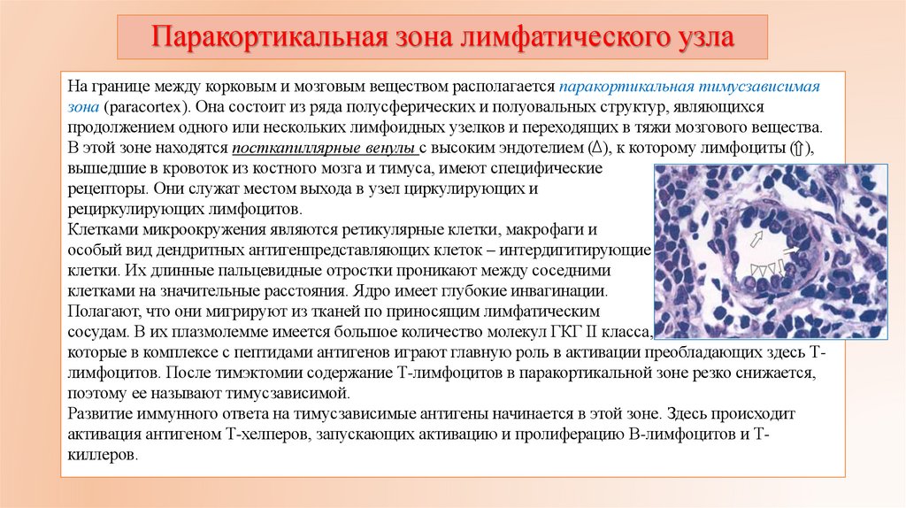 Паракортикальная зона лимфатического узла