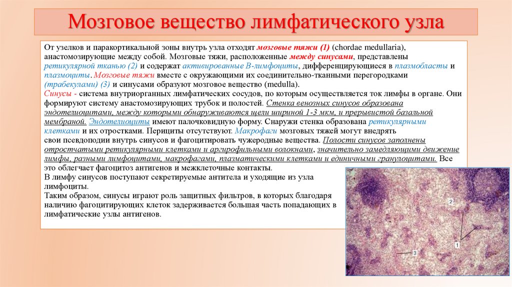 Мозговое вещество лимфатического узла