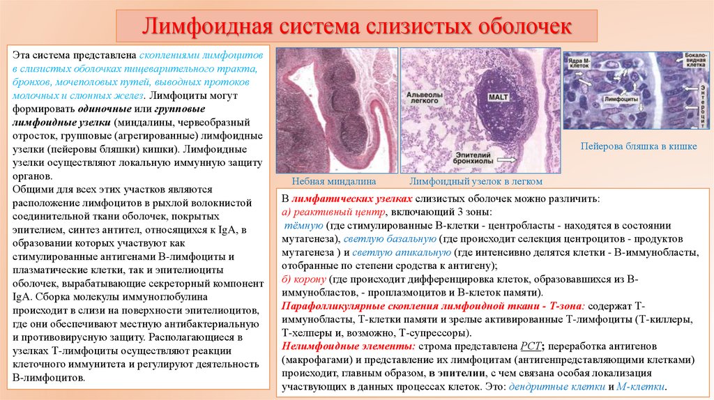 Лимфоидная система слизистых оболочек