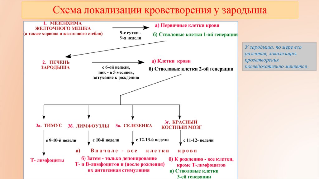 Схема локализации кроветворения у зародыша