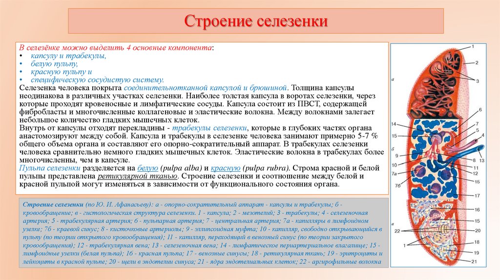 Строение селезенки