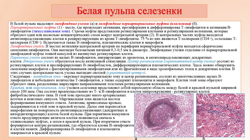 Белая пульпа селезенки