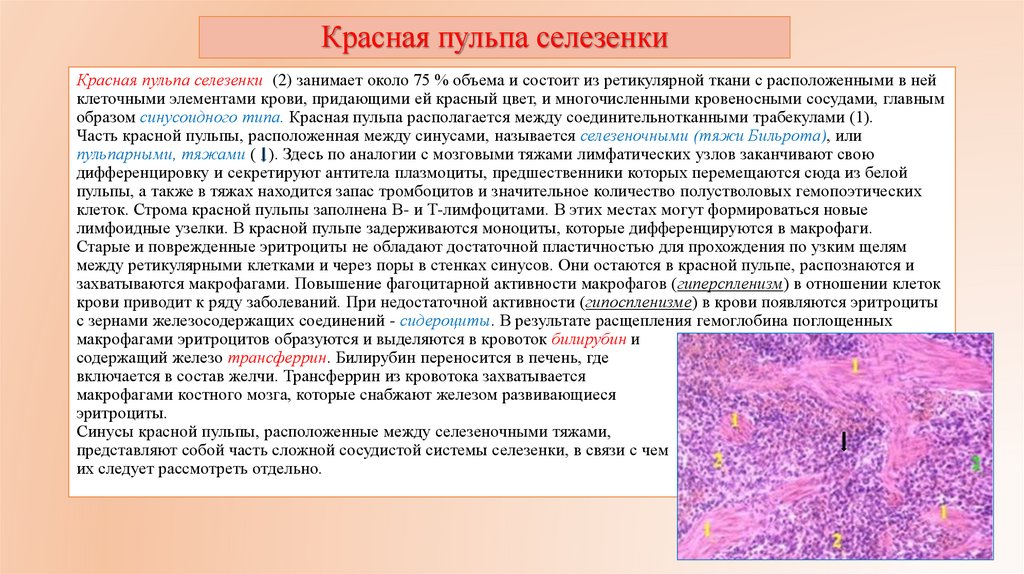 Красная пульпа селезенки