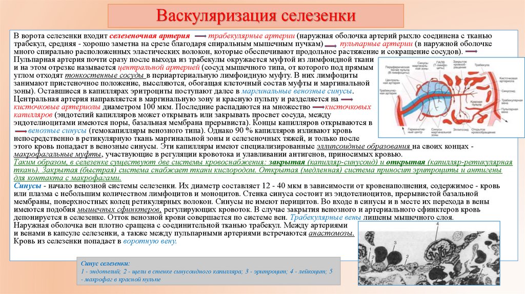 Васкуляризация селезенки