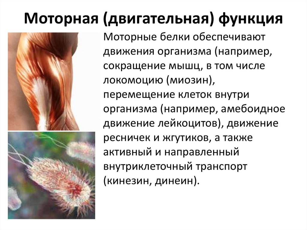 Моторная (двигательная) функция