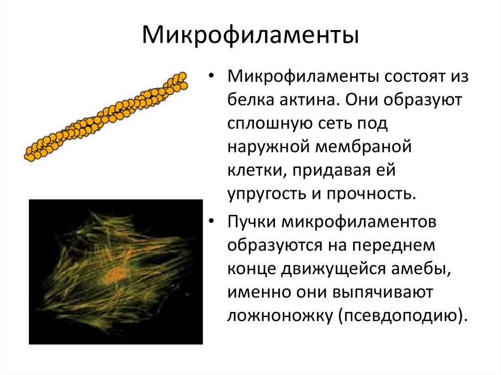 Микрофиламенты