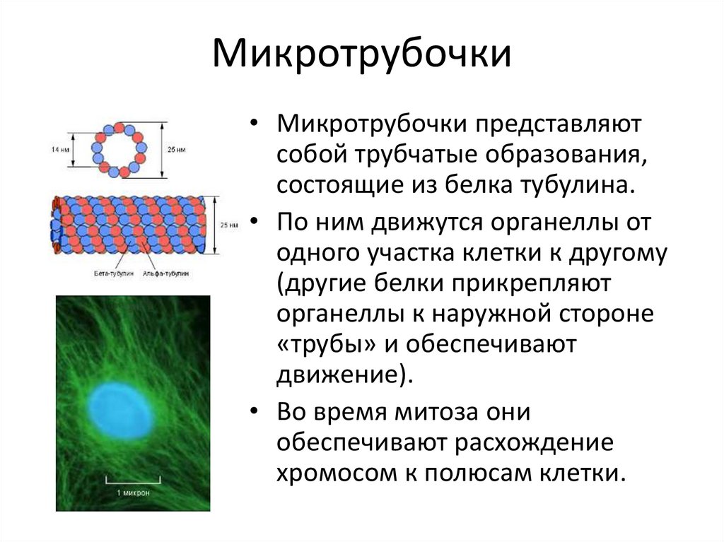 Микротрубочки