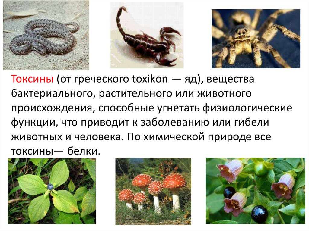 Токсины (от греческого toxikоn — яд), вещества бактериального, растительного или животного происхождения, способные угнетать