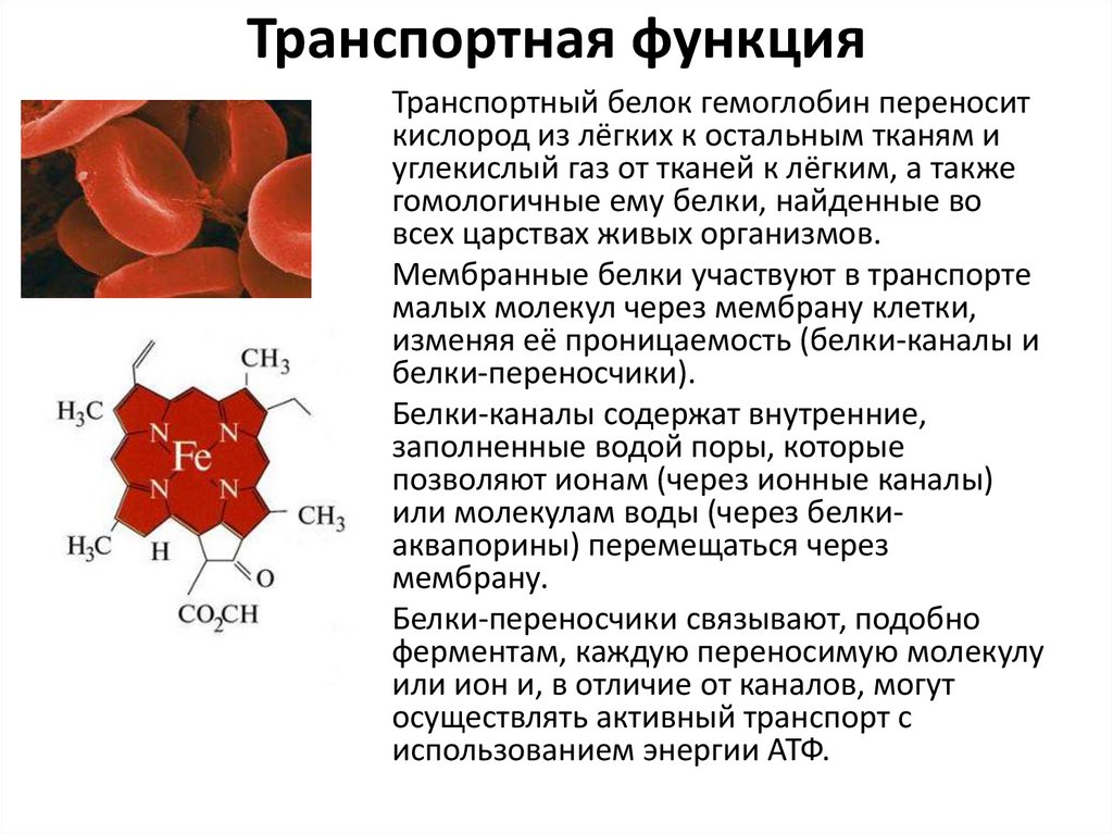 Транспортная функция