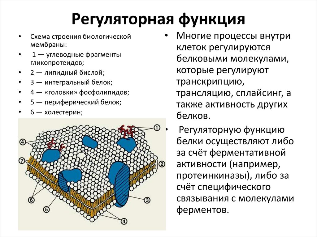 Регуляторная функция