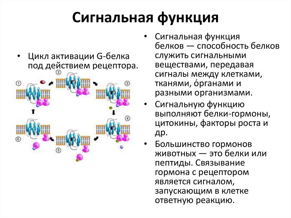 Сигнальная функция