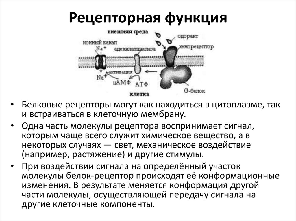 Рецепторная функция