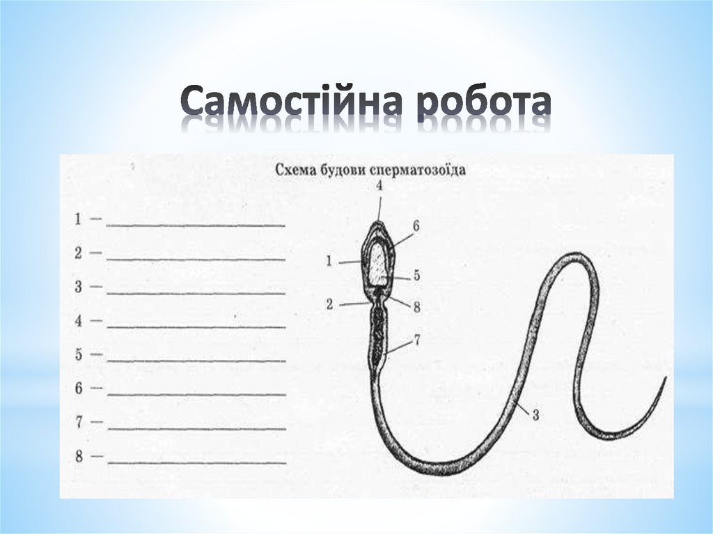 Самостійна робота