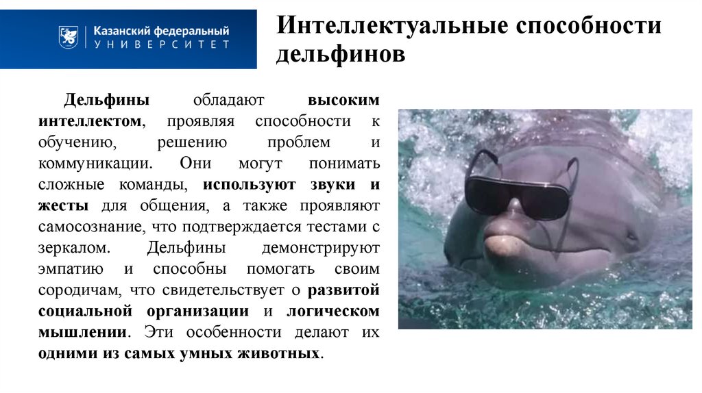 Интеллектуальные способности дельфинов