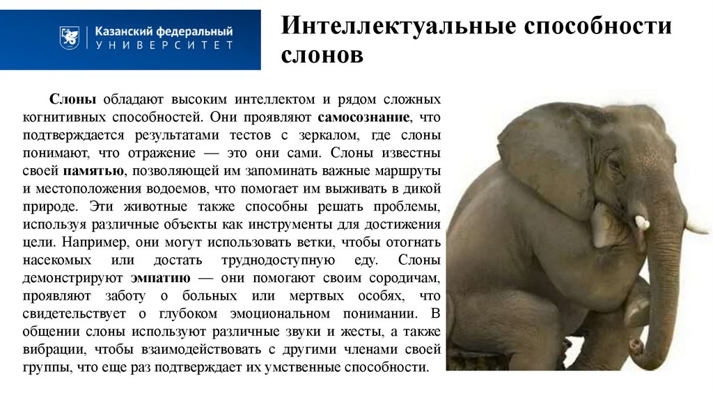 Интеллектуальные способности слонов