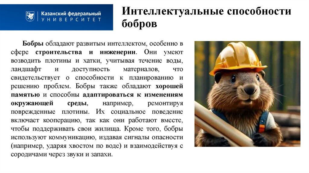 Интеллектуальные способности бобров