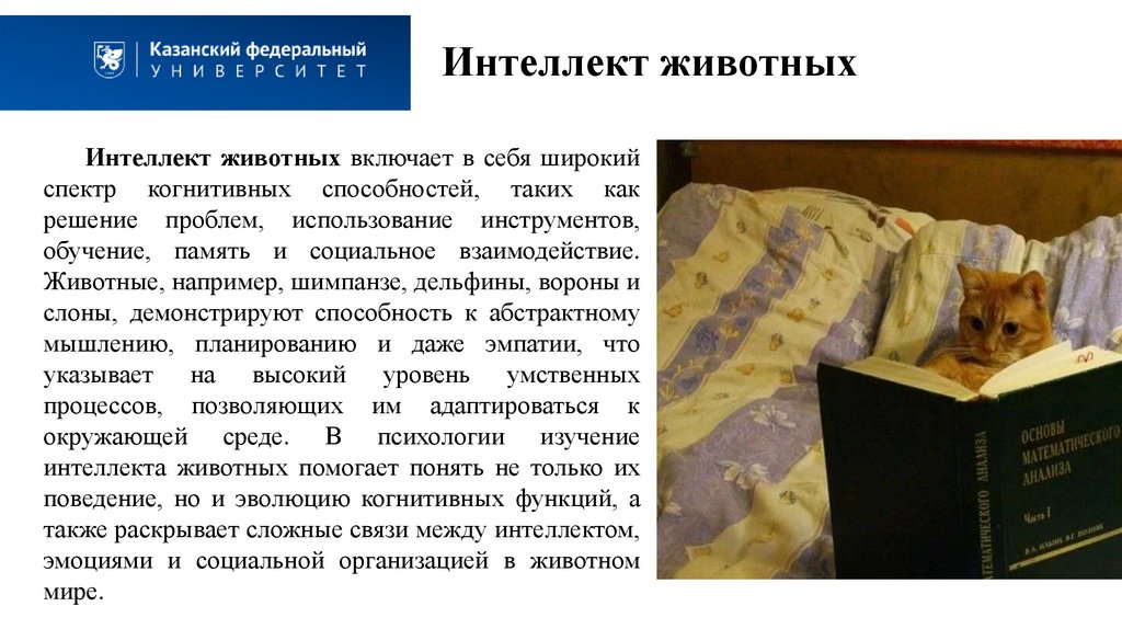 Интеллект животных