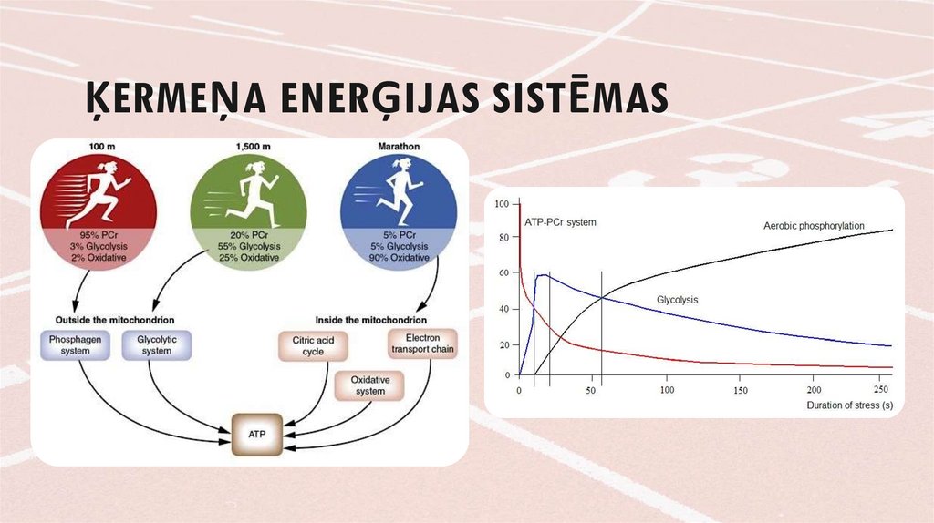 Ķermeņa enerģijas sistēmas